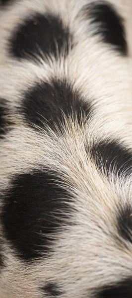 Sluiten van biggen haar — Stockfoto