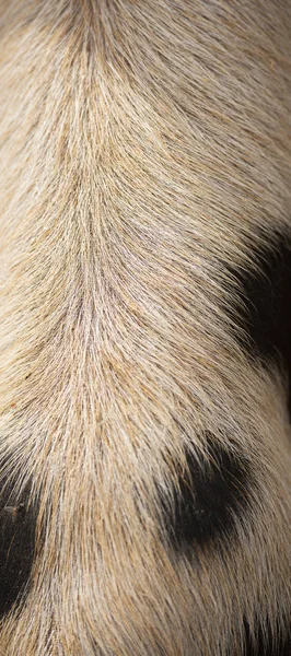 Detailní záběr na vlasy selat — Stock fotografie