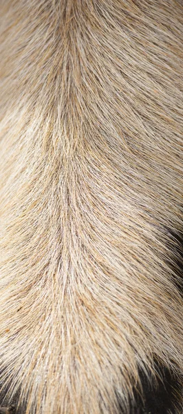 Detailní záběr na vlasy selat — Stock fotografie