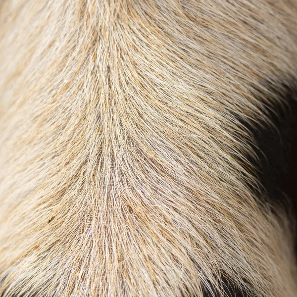 Closeup of piglets hair — ストック写真