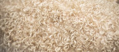 Kıvırcık keçi kürkü