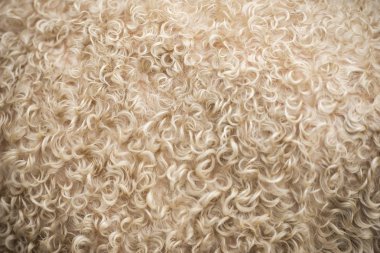 Kıvırcık keçi kürkü