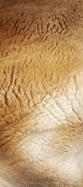 Close-up van Australisch Kangoeroe bont — Stockfoto