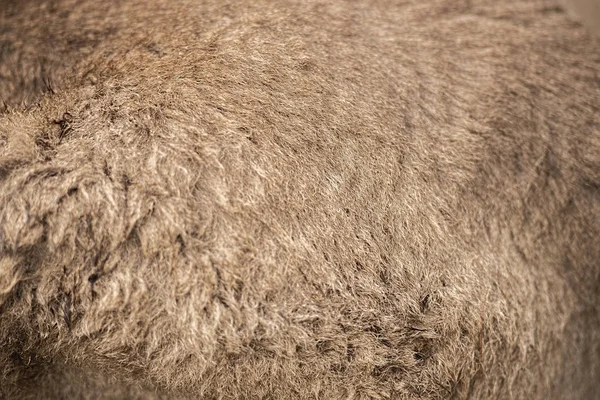 Closeup of Australian Kangaroo fur — ストック写真