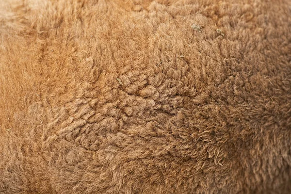 Nahaufnahme von australischem Känguru-Fell — Stockfoto
