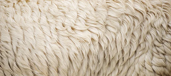 Australian sheep wool — ストック写真