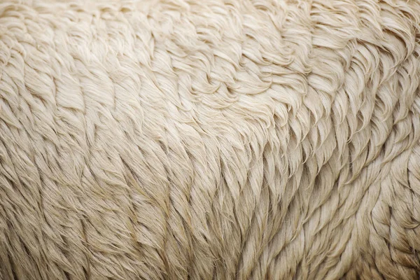 Australská ovčí vlna — Stock fotografie