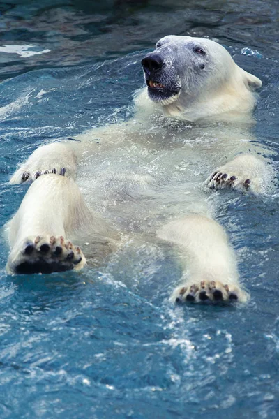 Large polar bear Stock Image
