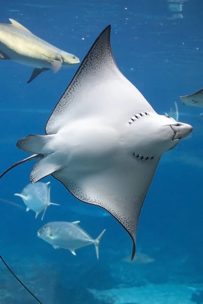 White-spotted eagle ray — Stock Photo, Image