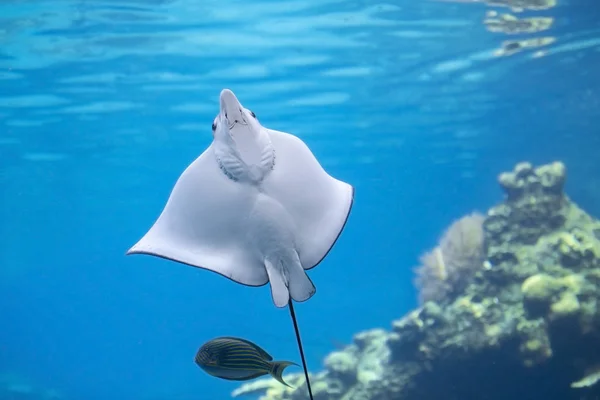 White-spotted eagle ray — Stock Photo, Image