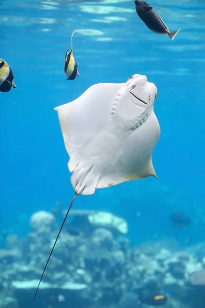 Bat Ray — Stock Photo, Image