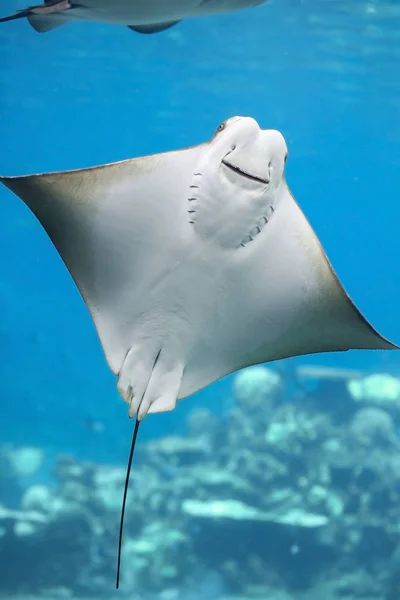 Bat ray — Stock fotografie