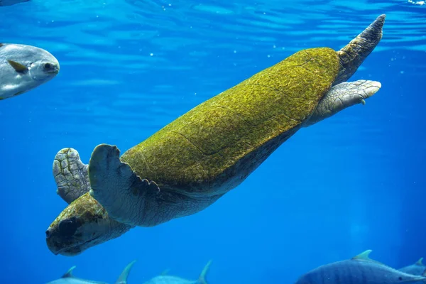 Hybridní zelená a dřevorubec mořská želva — Stock fotografie