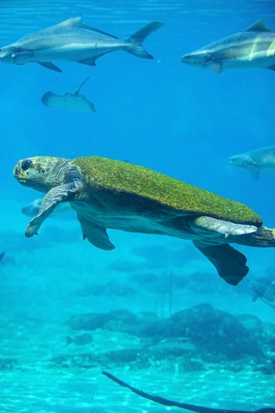 Tartaruga marinha híbrida verde e madeireira — Fotografia de Stock