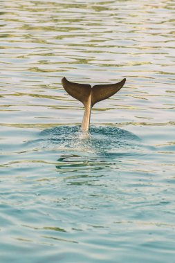 şişe burunlu yunus