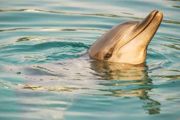 Flasknosdelfin — Stockfoto