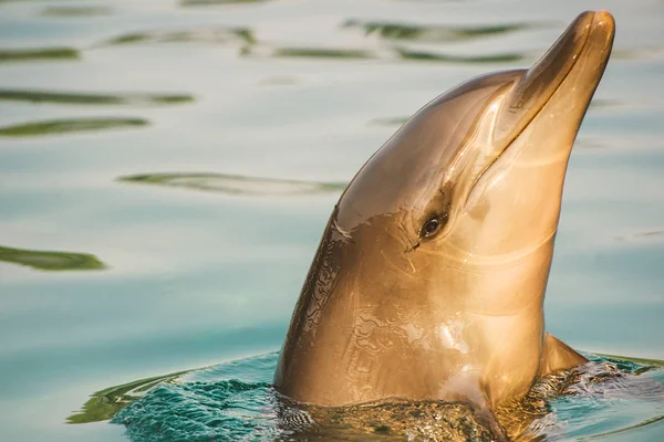 Flasknosdelfin — Stockfoto