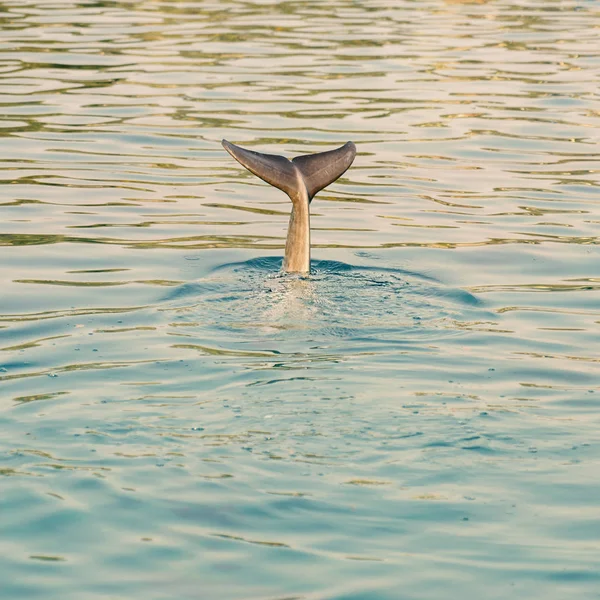 Golfinho-de-garrafa — Fotografia de Stock