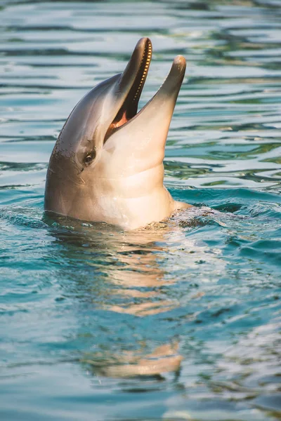 Flasknosdelfin — Stockfoto