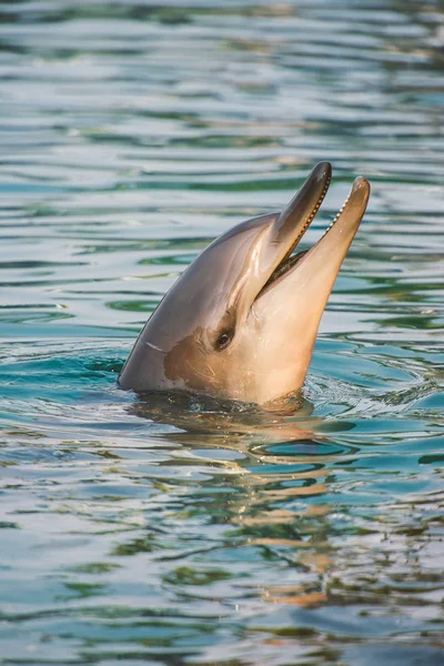 Flasknosdelfin — Stockfoto