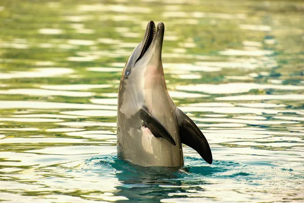Bottlenose dolphin — Stock Photo, Image