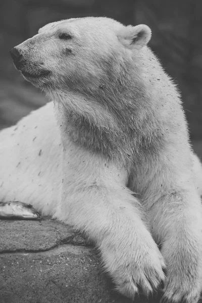 stock image Polar Bear