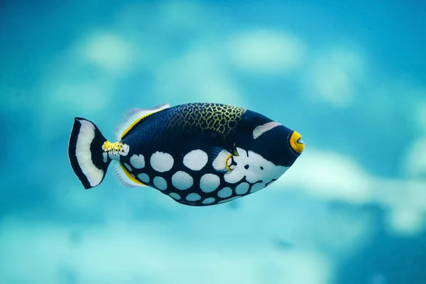 Palyaço triggerfish