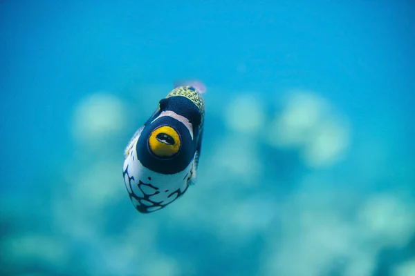 Clown Triggerfish — Stock Photo, Image