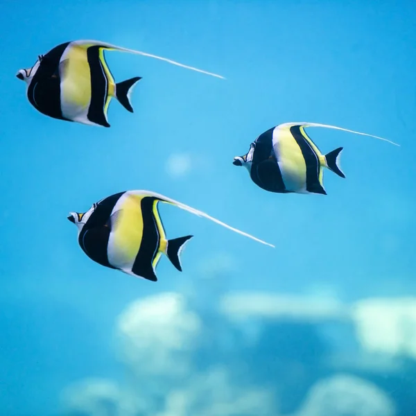 Moorish Idol Fish — Stock Photo, Image