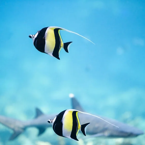 Peixe-ídolo mouro — Fotografia de Stock