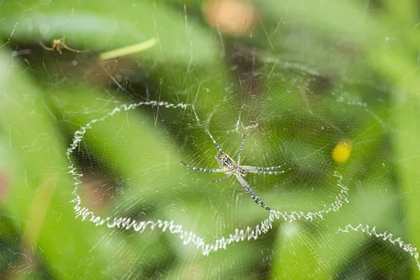Saint Johns Cross Spider — Fotografia de Stock