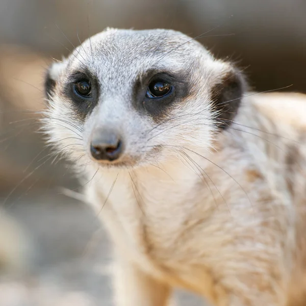 Entzückendes Erdmännchen — Stockfoto