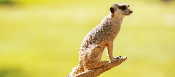 Urocza meerkat — Zdjęcie stockowe