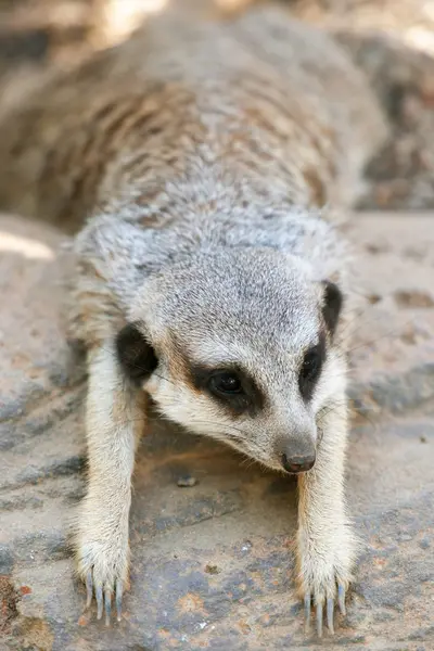 Meerkat adorable — Photo