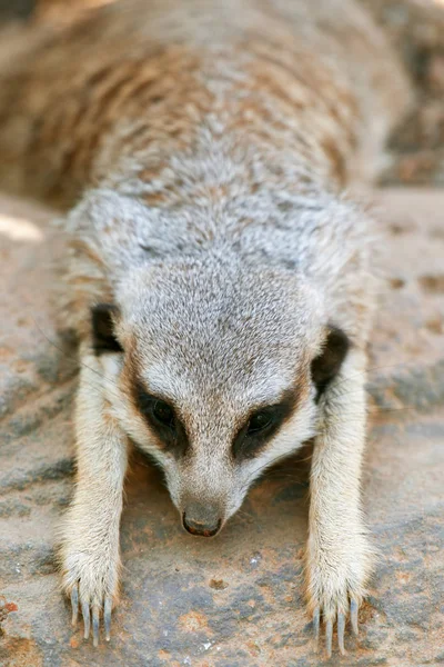 Meerkat adorable — Photo
