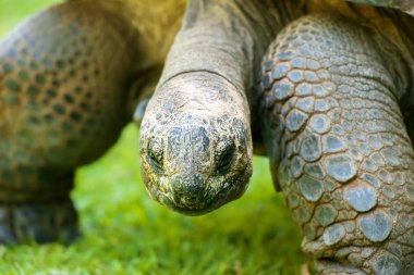 aldabra dev kaplumbağa yürüyüş