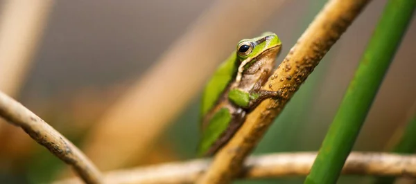 Sapo Wallum sedge — Fotografia de Stock