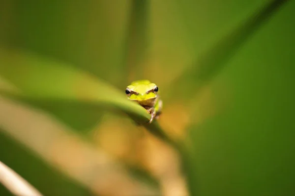 墙脊蛙 — 图库照片