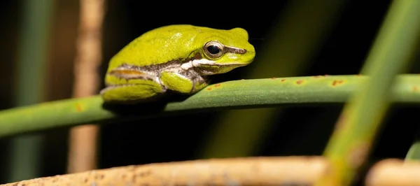 Sapo Wallum sedge — Fotografia de Stock