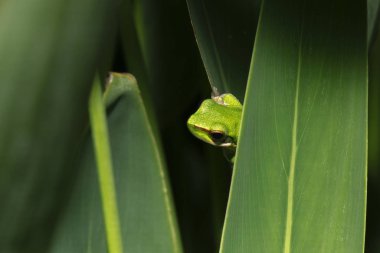 Wallum sedge kurbağası