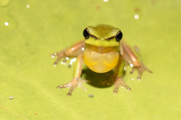 Sapo Wallum sedge — Fotografia de Stock