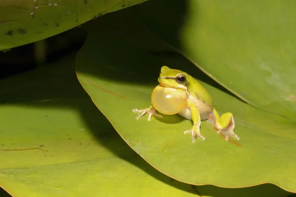 Grenouille à carex Wallum — Photo