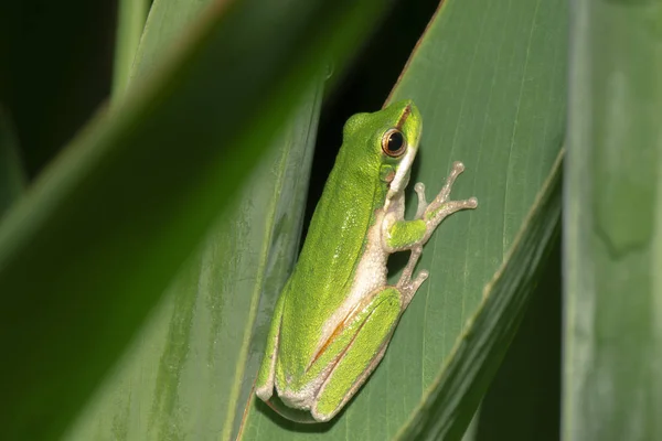 Sapo Wallum sedge — Fotografia de Stock