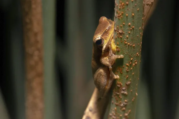 Grenouille à carex Wallum — Photo