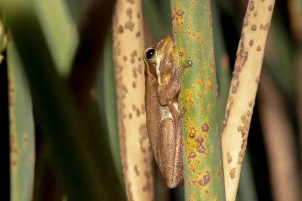 Grenouille à carex Wallum — Photo