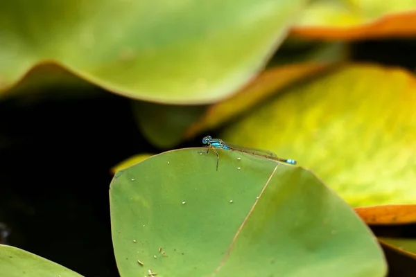 Blauwstaart libelle — Stockfoto