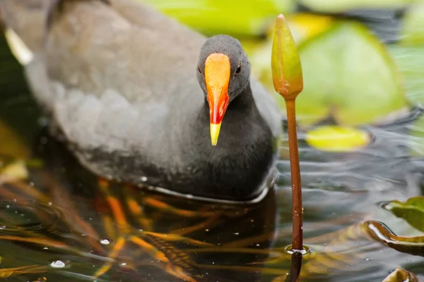 Purple Swamphen the New York — Photo