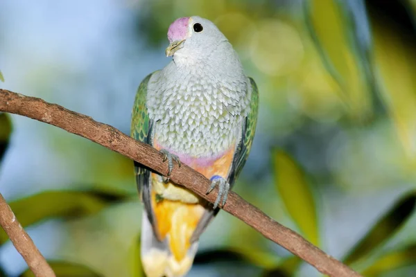 Paloma de fruta coronada de rosa —  Fotos de Stock