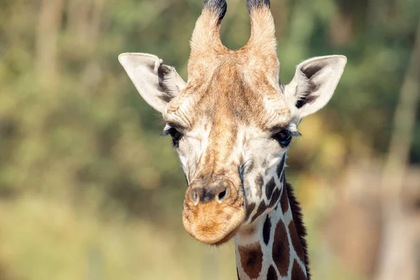 Giraffa fuori nella natura durante il giorno . — Foto Stock