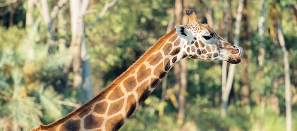 Girafe dehors dans la nature pendant la journée . — Photo